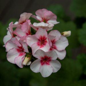 Ruošiame pelargonijas žiemai: kokia turėtų būti jų priežiūra?