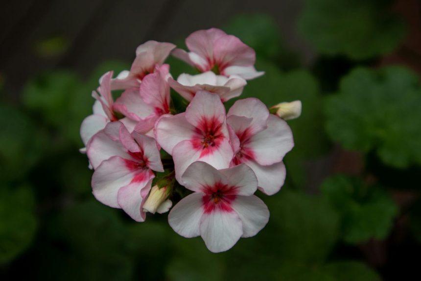 Ruošiame pelargonijas žiemai: kokia turėtų būti jų priežiūra?