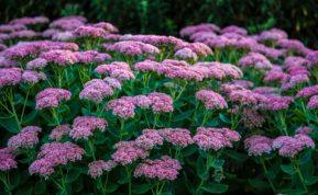 Šilokų dauginimas rudenį: kaip susikurti spalvų jūrą ir paįvairinti sodą?