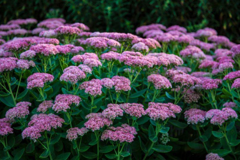 Šilokų dauginimas rudenį: kaip susikurti spalvų jūrą ir paįvairinti sodą?