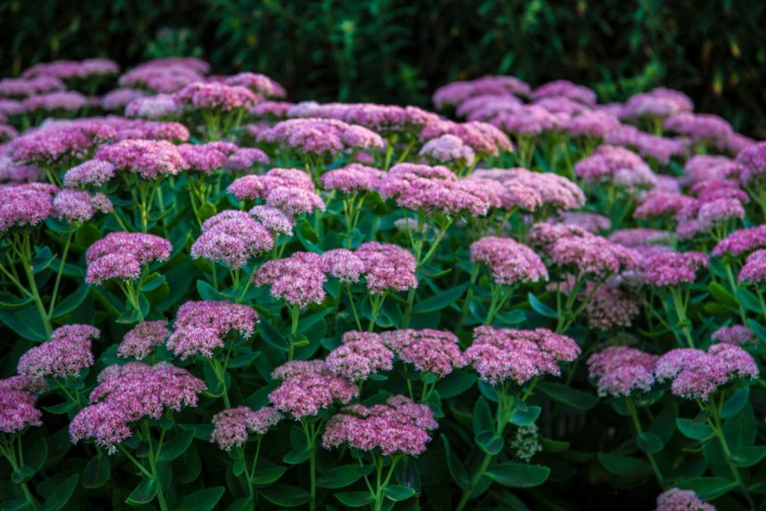 Šilokų dauginimas rudenį: kaip susikurti spalvų jūrą ir paįvairinti sodą?