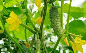 Štai, ką galite sodinti po agurkų: patyrusių sodininkų patarimai sėjomainai