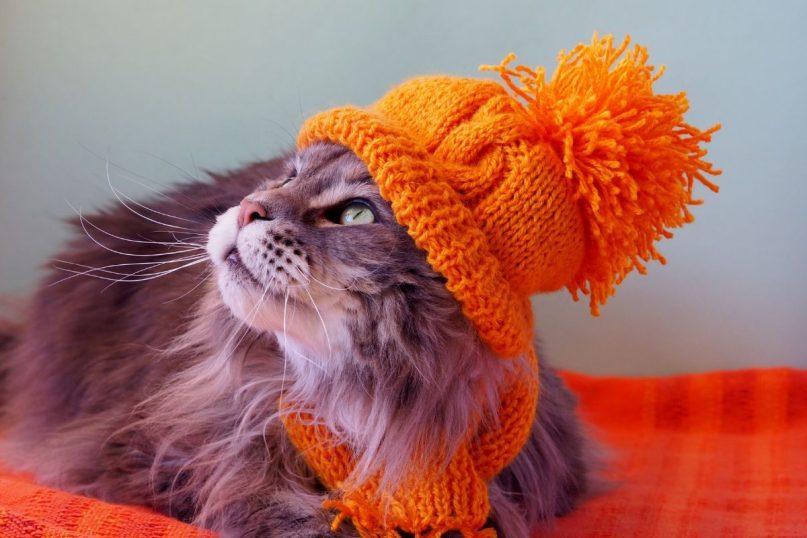 Sužinokite, kokį orą katės prognozuoja rudenį