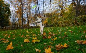 Vejos priežiūra rudenį: priežiūros patarimai iki pat pirmųjų šalnų
