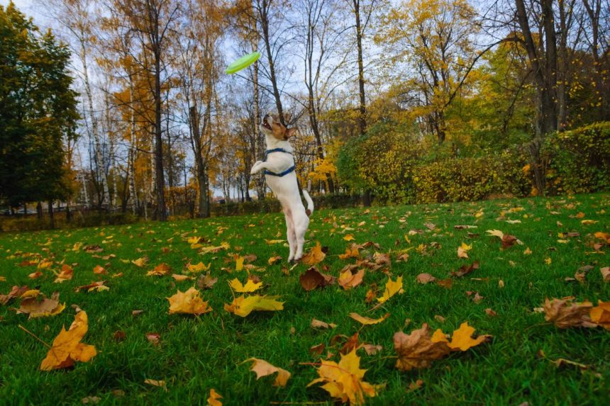 Vejos priežiūra rudenį: priežiūros patarimai iki pat pirmųjų šalnų