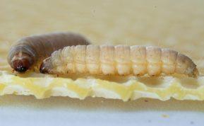 Vikšrai, galintys per dieną „suvalgyti“ plastiko maišelį. Ar tai revoliucija plastiko perdirbime?