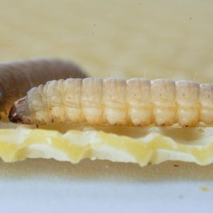 Vikšrai, galintys per dieną „suvalgyti“ plastiko maišelį. Ar tai revoliucija plastiko perdirbime?
