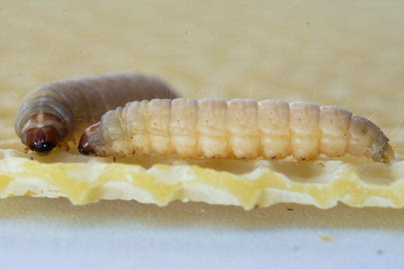 Vikšrai, galintys per dieną „suvalgyti“ plastiko maišelį. Ar tai revoliucija plastiko perdirbime?