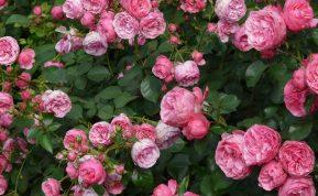 Vos vienas puodelis šio gėrimo ir jūsų rožės žydės kaip pašėlusios