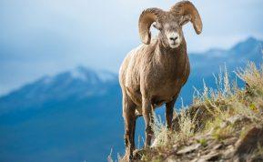 Žiauri tiesa apie santykius su Avino ženklo atstovais