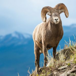 Žiauri tiesa apie santykius su Avino ženklo atstovais