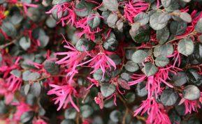 Spalvas keičiantis krūmas žiemos metu: kaip auginti kininį seketį