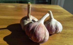 Žieminis česnakas kaip sodinti. Žieminiai česnakai