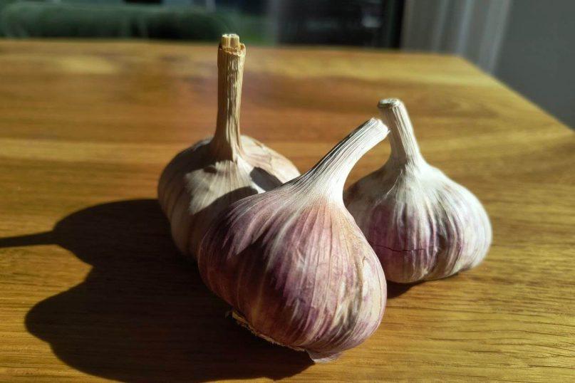 Žieminis česnakas kaip sodinti. Žieminiai česnakai