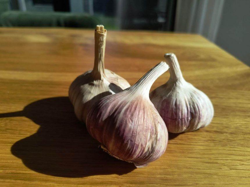 Žieminis česnakas kaip sodinti. Žieminiai česnakai