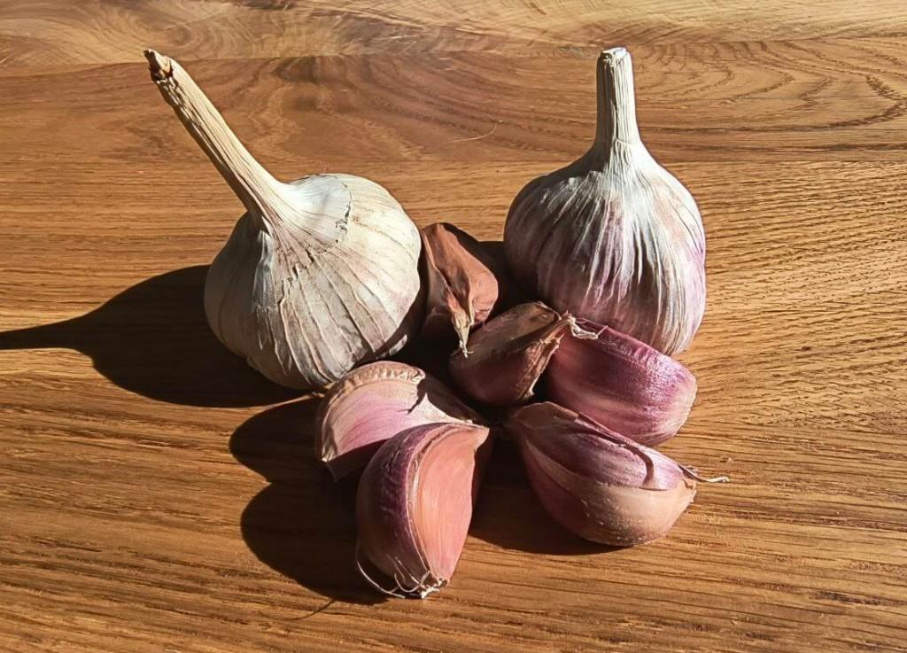 Žieminis česnakas kaip sodinti. Gausus ęesnakų derlius. Žieminiai česnakai