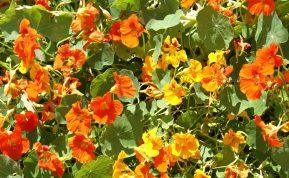 Antibiotikas, stipresnis už medų ir imbierą: jį galite auginti tiesiog ant palangės! Didžioji nasturtė