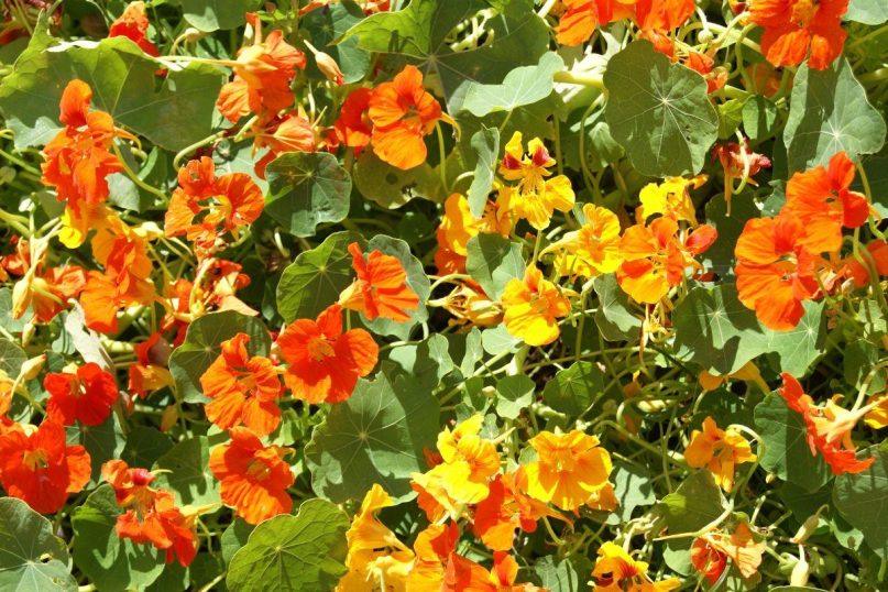 Antibiotikas, stipresnis už medų ir imbierą: jį galite auginti tiesiog ant palangės! Didžioji nasturtė