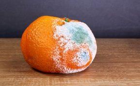 Ar galima valgyti vaisius su pelėsiu: ką sako mokslas ir ekspertai