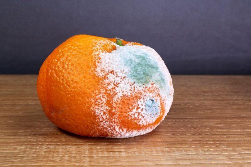 Ar galima valgyti vaisius su pelėsiu: ką sako mokslas ir ekspertai