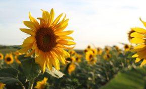 Ar šį rudenį sulauksime Bobų vasaros? Sinoptikai neskuba džiūgauti