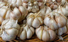 Atlikite tai prieš sodindami žieminį česnaką: galvos bus sveikos ir didelės, o derlius – gausus