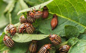 Atsikratykite Kolorado vabalų vos per 3 minutes: greitas ir efektyvus būdas!
