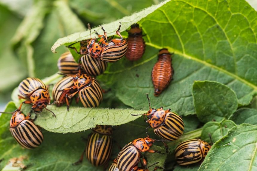 Atsikratykite Kolorado vabalų vos per 3 minutes: greitas ir efektyvus būdas!