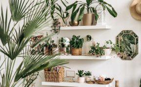 Augalai, kurie atneša laimę ir finansinį klestėjimą į namus