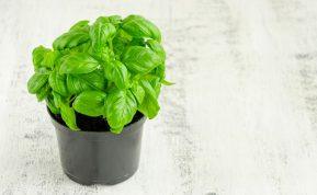 Baziliko auginimas vazonuose: kaip užsiauginti sveikus ir vešlius augalus