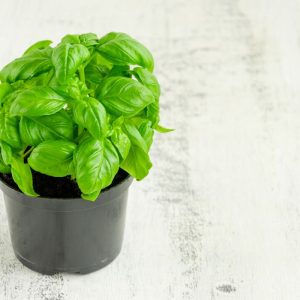 Baziliko auginimas vazonuose: kaip užsiauginti sveikus ir vešlius augalus