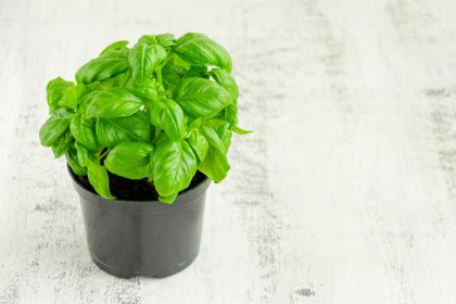 Baziliko auginimas vazonuose: kaip užsiauginti sveikus ir vešlius augalus