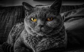 Yra trys pagrindinės priežastys, kodėl katė miega su šeimininku