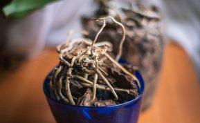 Česnakas padės atgaivinti sudžiūvusią ar supuvusią orchidėją