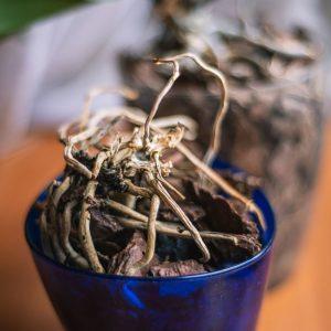 Česnakas padės atgaivinti sudžiūvusią ar supuvusią orchidėją