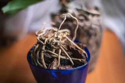 Česnakas padės atgaivinti sudžiūvusią ar supuvusią orchidėją