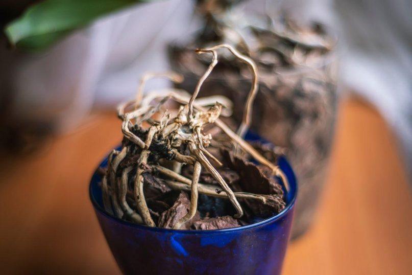 Česnakas padės atgaivinti sudžiūvusią ar supuvusią orchidėją