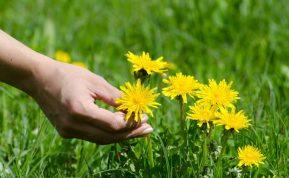 Ar nupjovėte žolę? Neišmeskite nupjautos žolės, naudokite jas ir sutaupykite pinigų