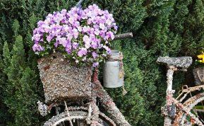 Kaip auginti turkiškus gvazdikus