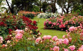 gėlės, kurios sode išryškins rožių grožį