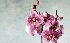 Geriausios gudrybės, kuri privers jūsų orchidėjas žydėti