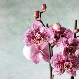 Geriausios gudrybės, kuri privers jūsų orchidėjas žydėti