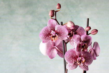 Geriausios gudrybės, kuri privers jūsų orchidėjas žydėti