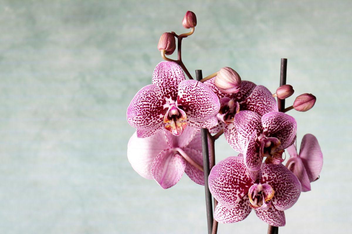 Geriausios gudrybės, kuri privers jūsų orchidėjas žydėti