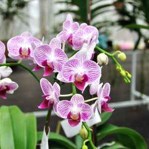 Išbandykite šią priemonę ir orchidėjos iš karto žydės visus metus