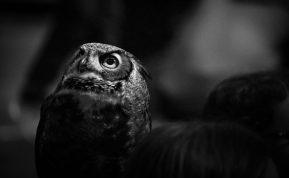 Išmintingiausias Zodiako ženklas