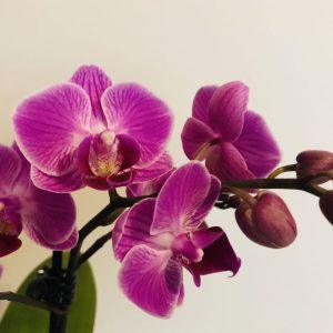 Išsaugoti pažeistą orchidėją gali būti tikrai labai paprasta