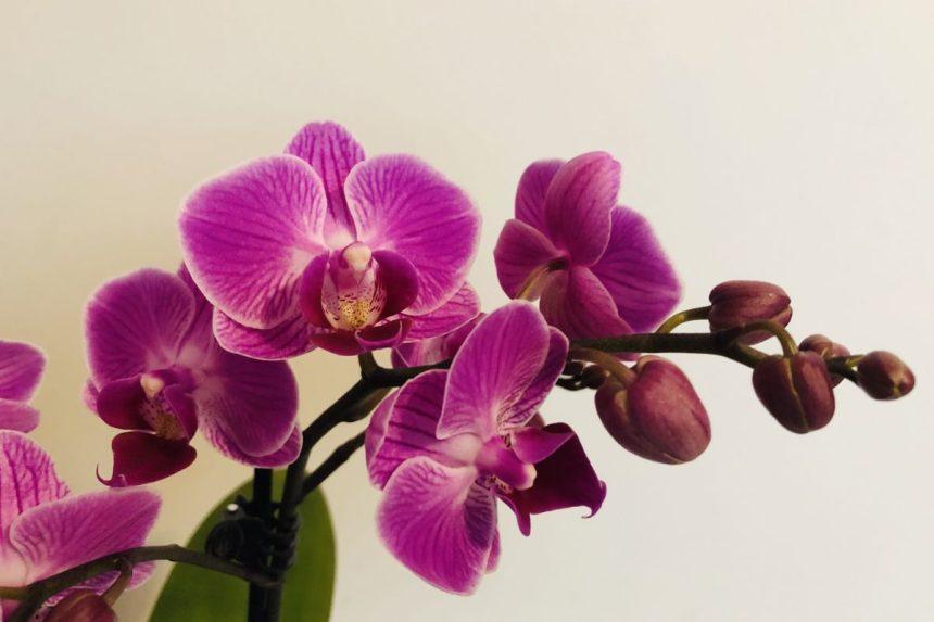 Išsaugoti pažeistą orchidėją gali būti tikrai labai paprasta