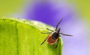 Kaip atsikratyti erkių iš sodo: natūralūs ir veiksmingi būdai