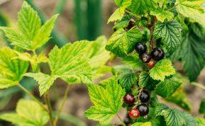 Kaip bulvių atliekomis tręšti serbentus, kad užaugtų didelės uogos?